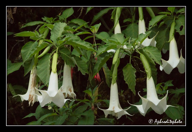 030 Fleurs